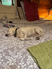 Comfy bed…for me too!