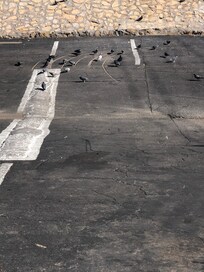 The pigeon Air Force out my room door.