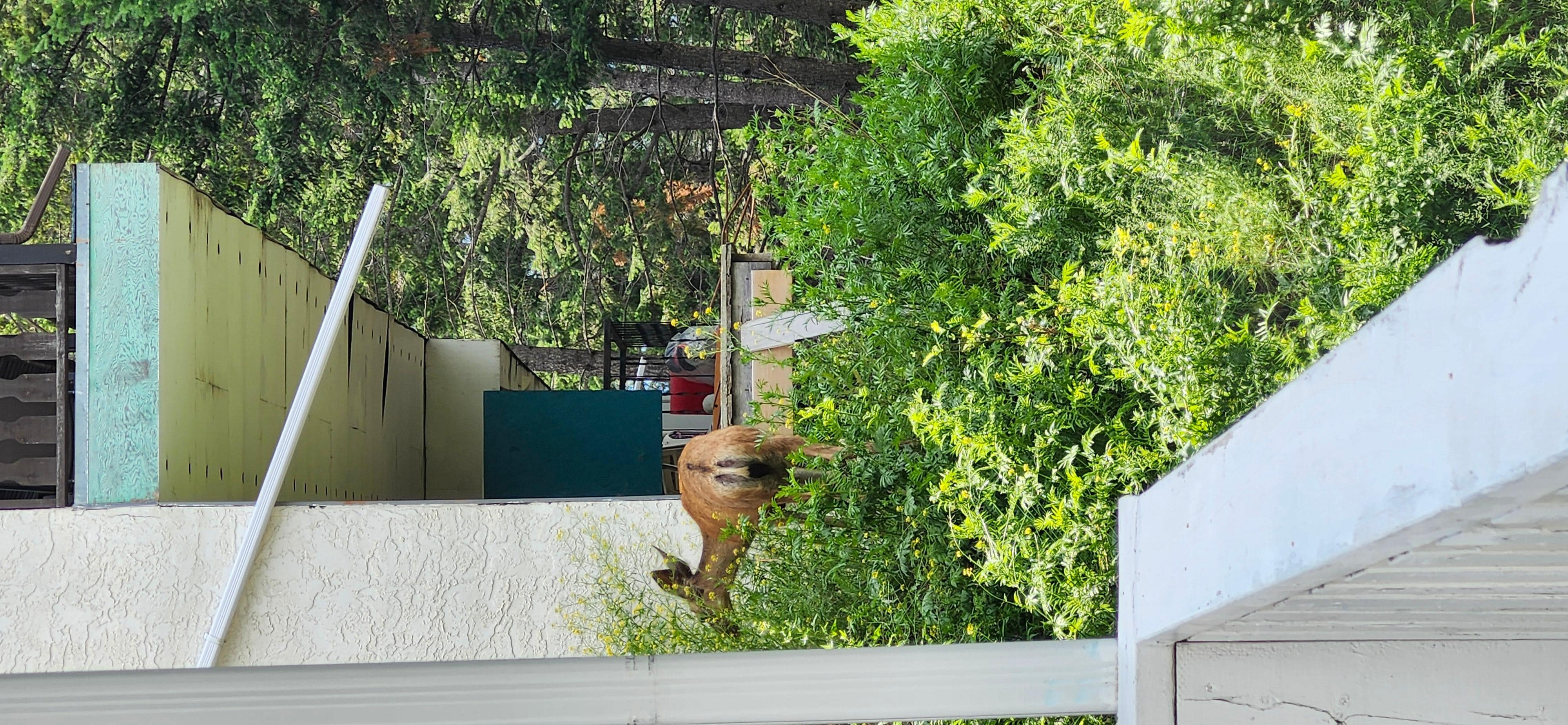 Wildlife in the proximity