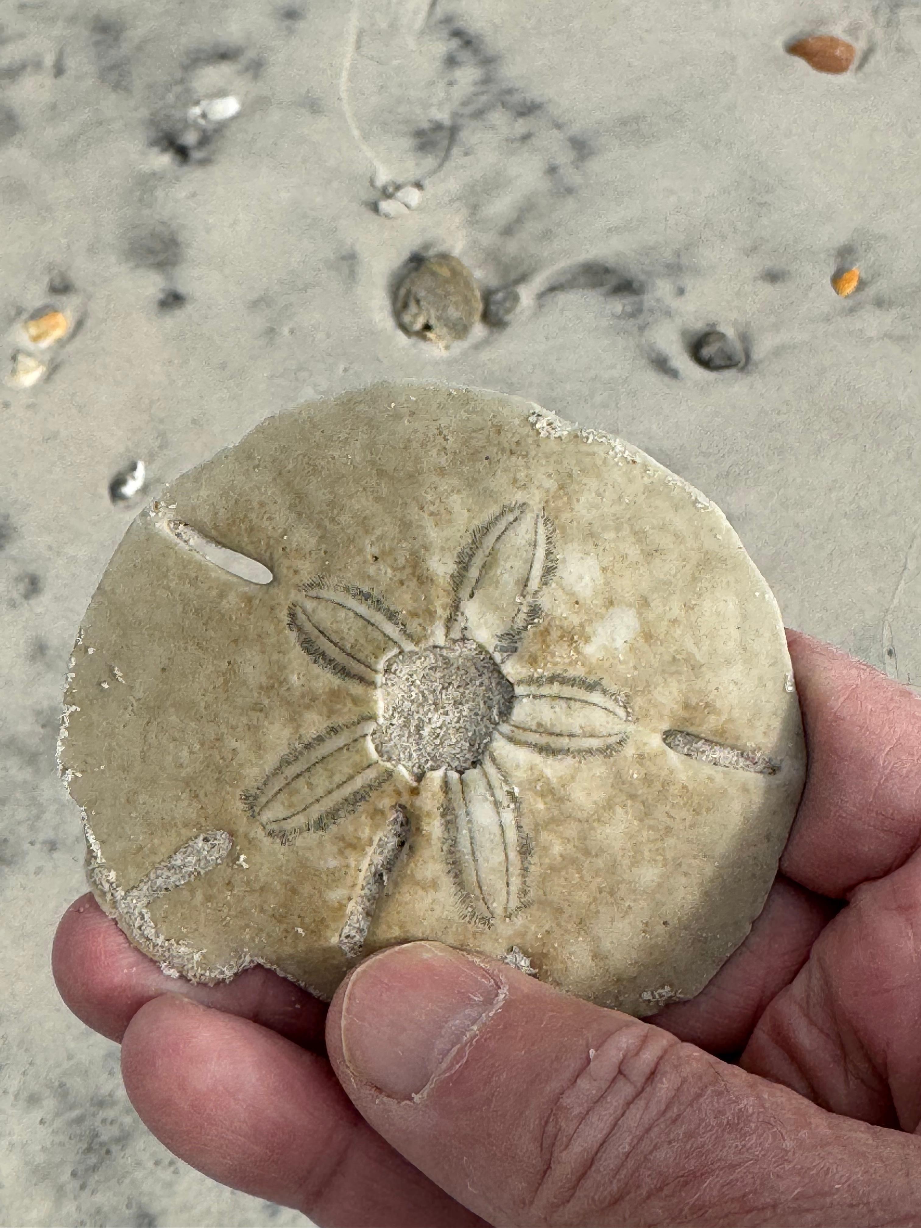 First silver dollar I’ve found since I was a kid. Now 68. 