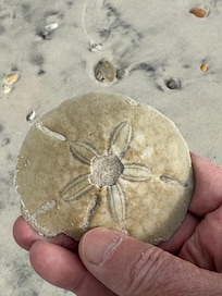 First silver dollar I’ve found since I was a kid. Now 68.