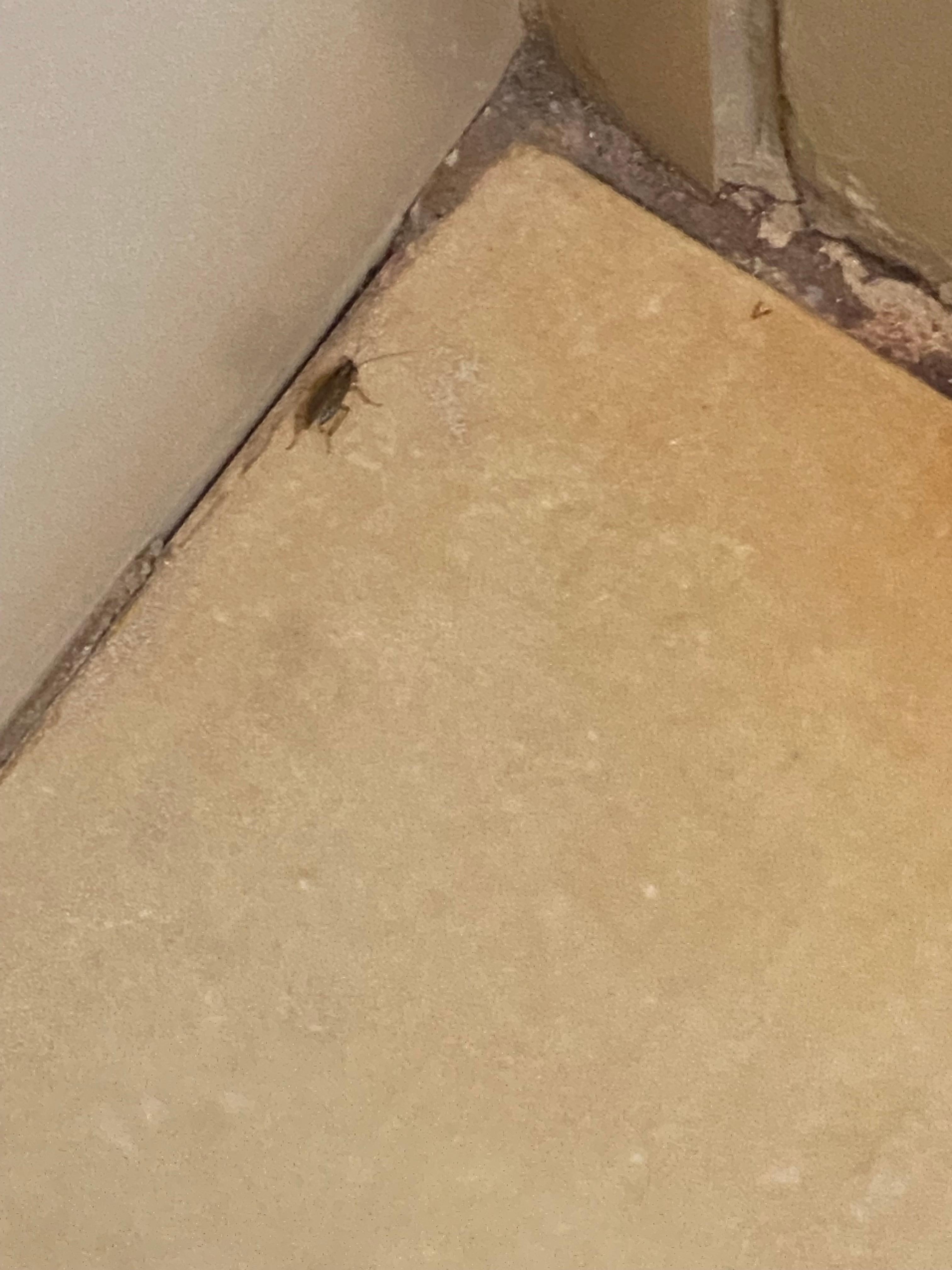 By the time I got the phone to take the pic.the roaches hide