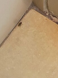 By the time I got the phone to take the pic.the roaches hide