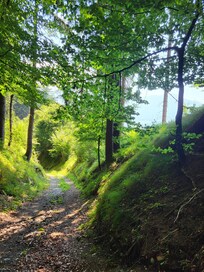 Der Wald bietet zahlreiche malerische Wege, geeignet auch für ungeübte " Flachlandwanderer" wie uns.