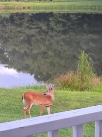 Deer graze at the side porch