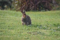 Kaninchen im Garten des Ferienhauses