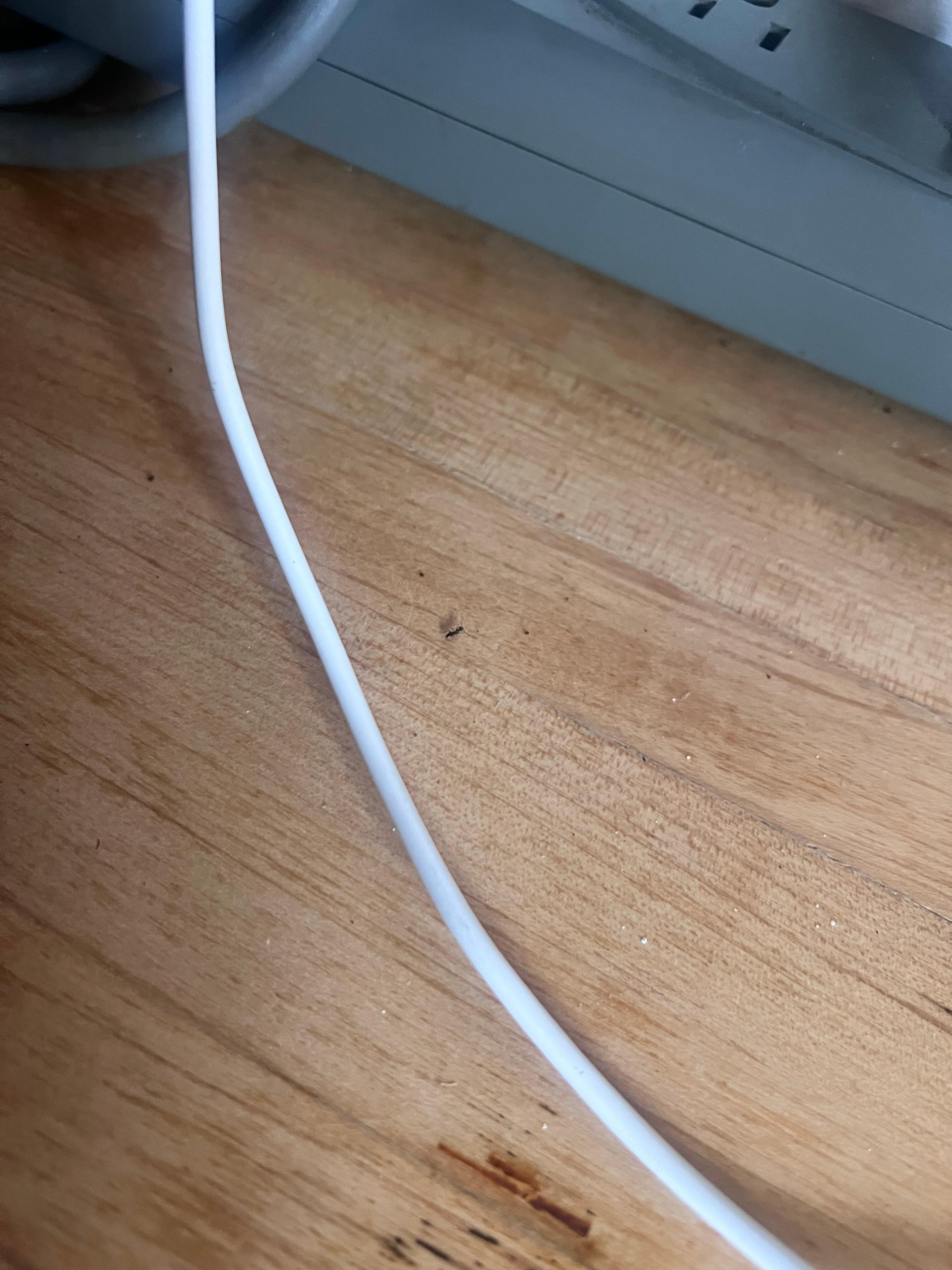 There were tiny ants in everything in the kitchen
