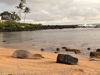 Seal on Baby Beach