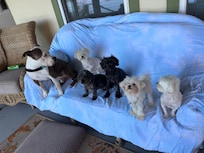 The pups enjoying the outside patio with a view of the lake.