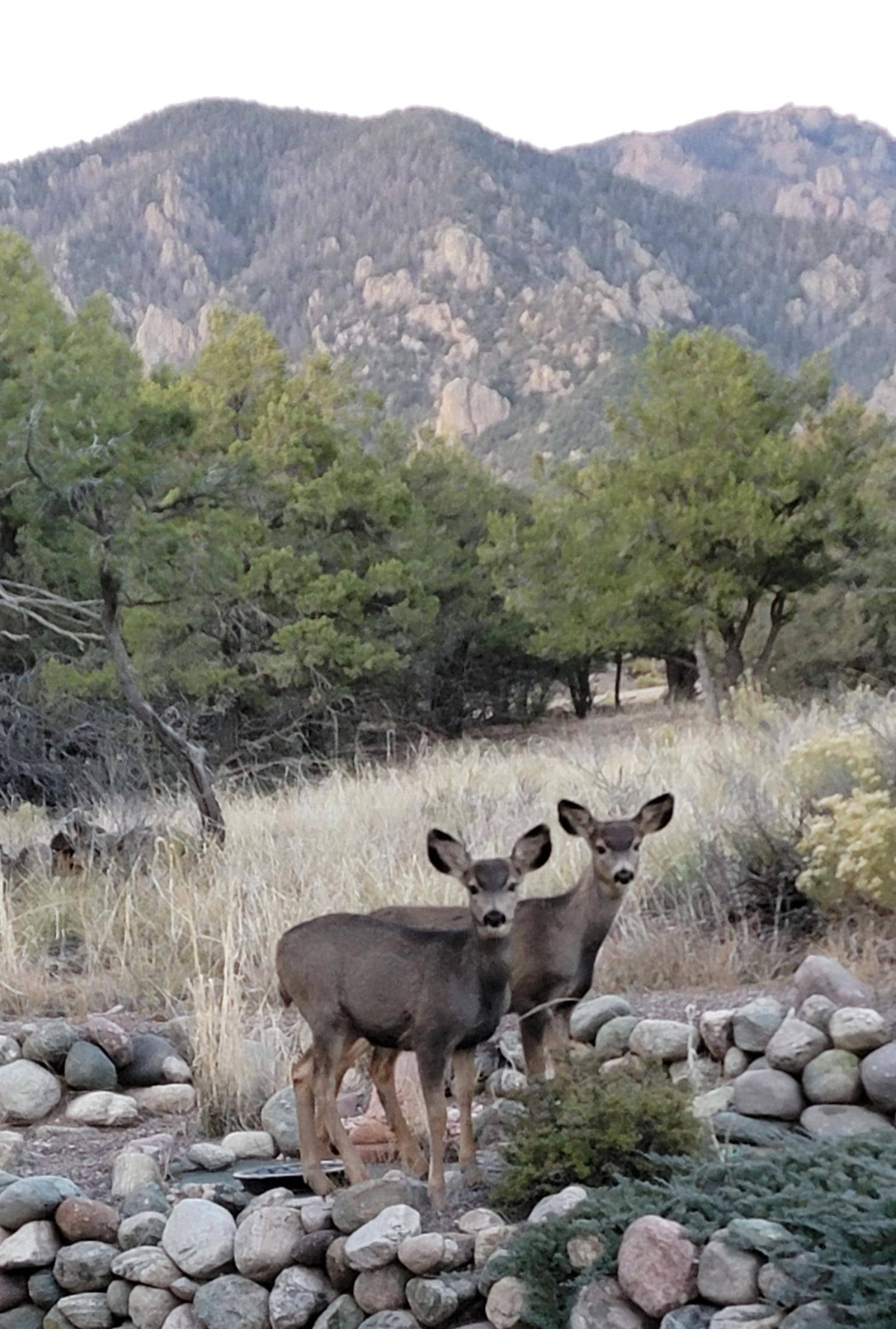 Deer outside the window