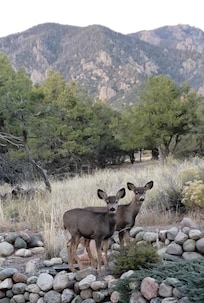 Deer outside the window