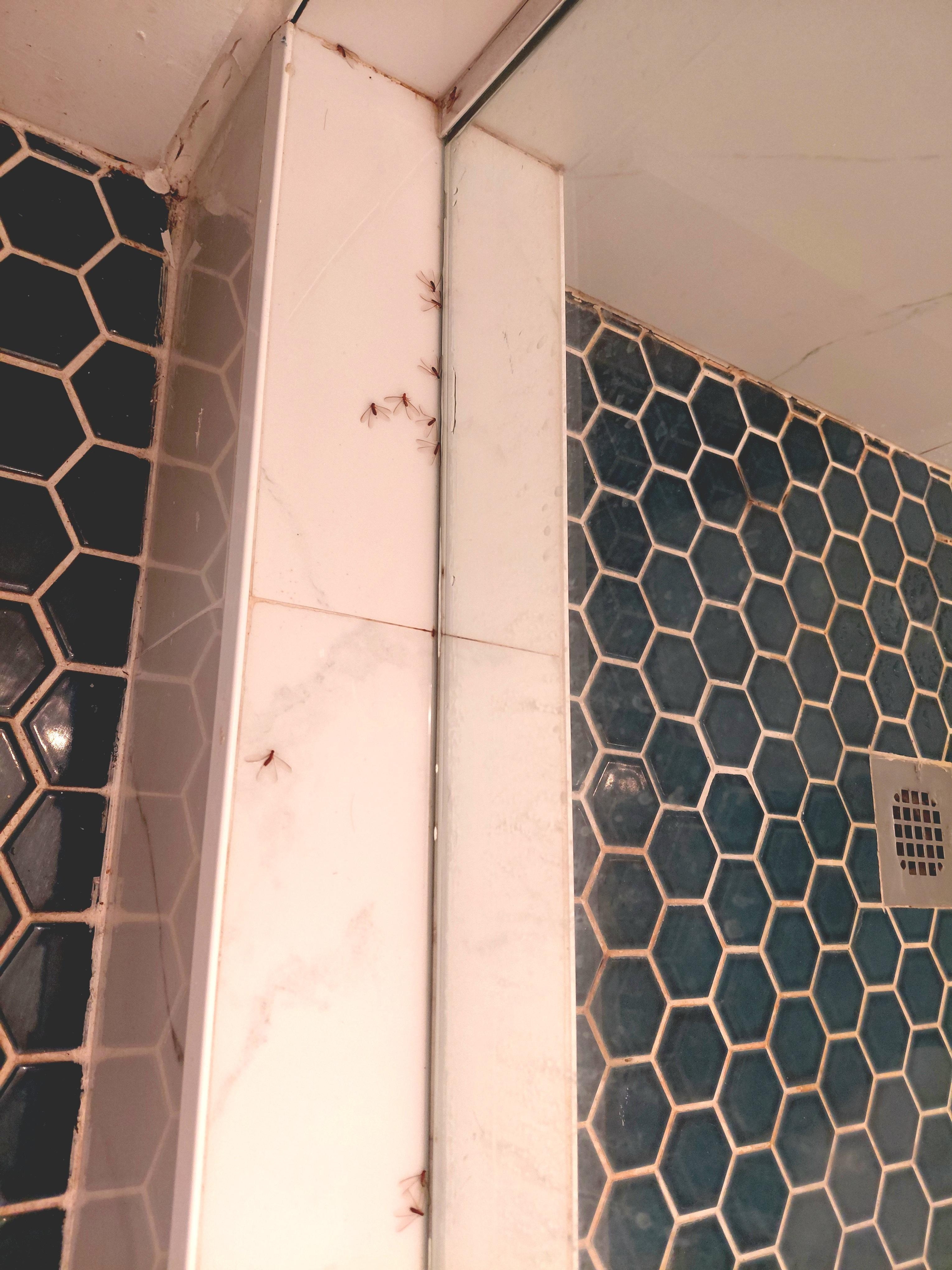 Dead mosquitoes shower