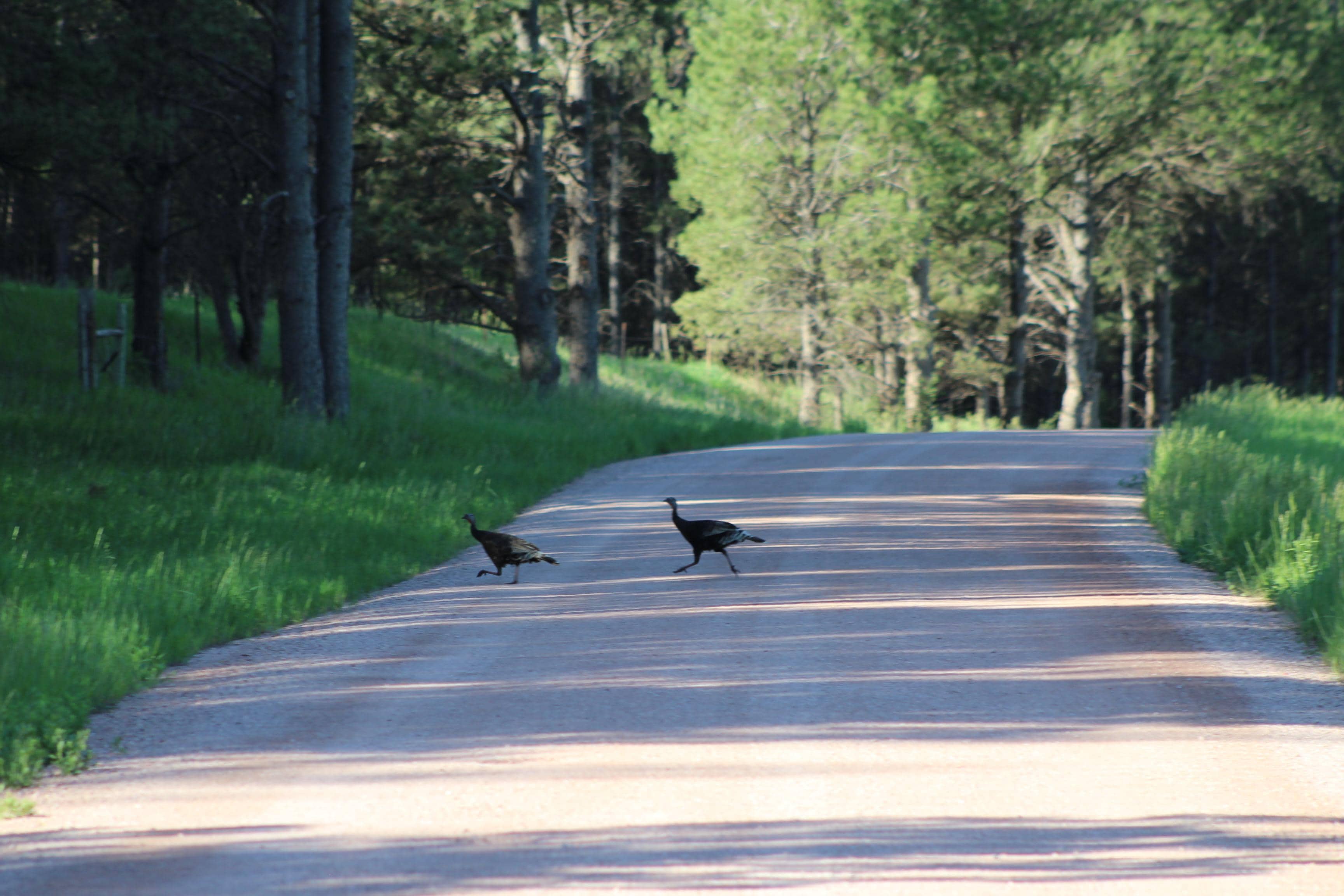 Turkeys on the road, they had a bunch of babies cross the road, so beautiful.