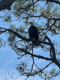 This guy hung out in backyard all week..