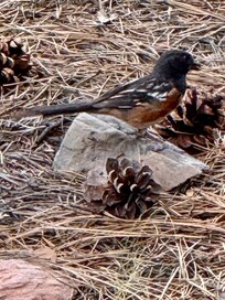 Beautiful birds