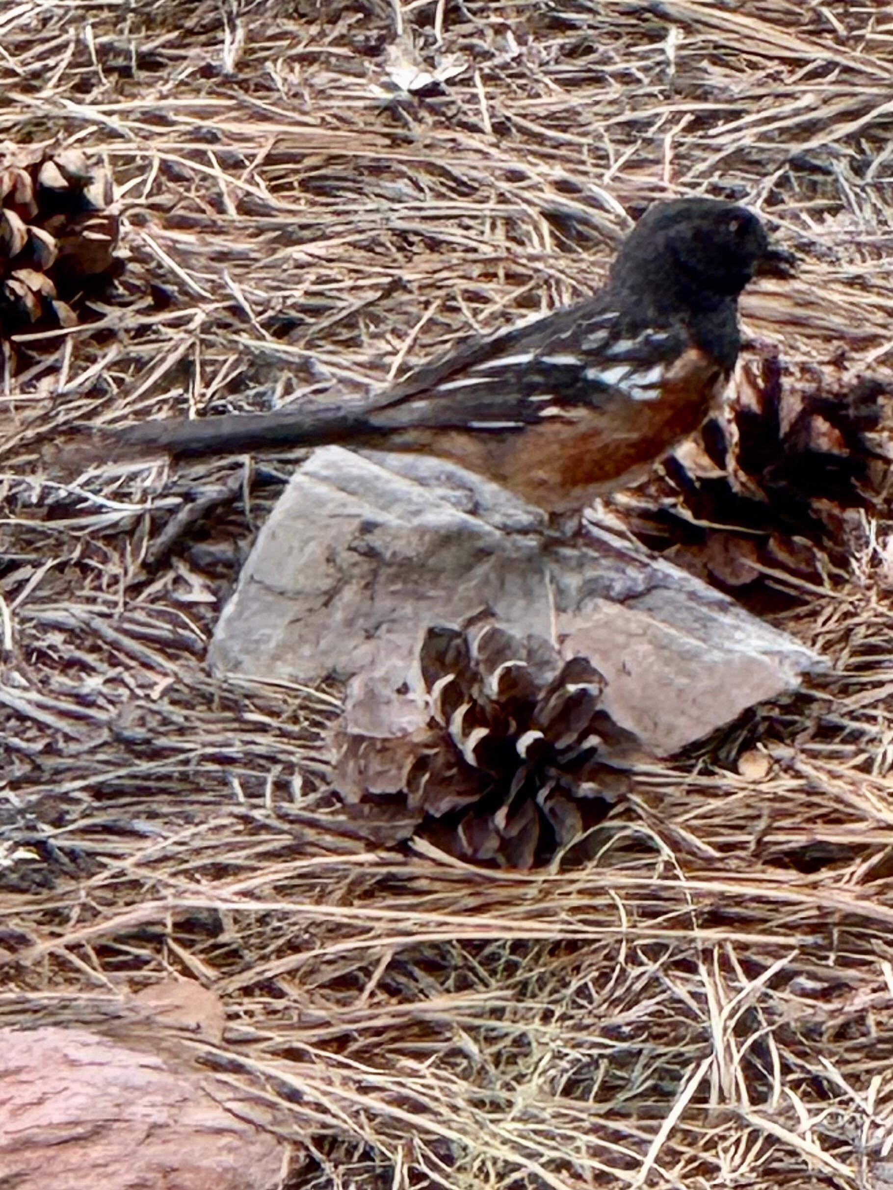 Beautiful birds
