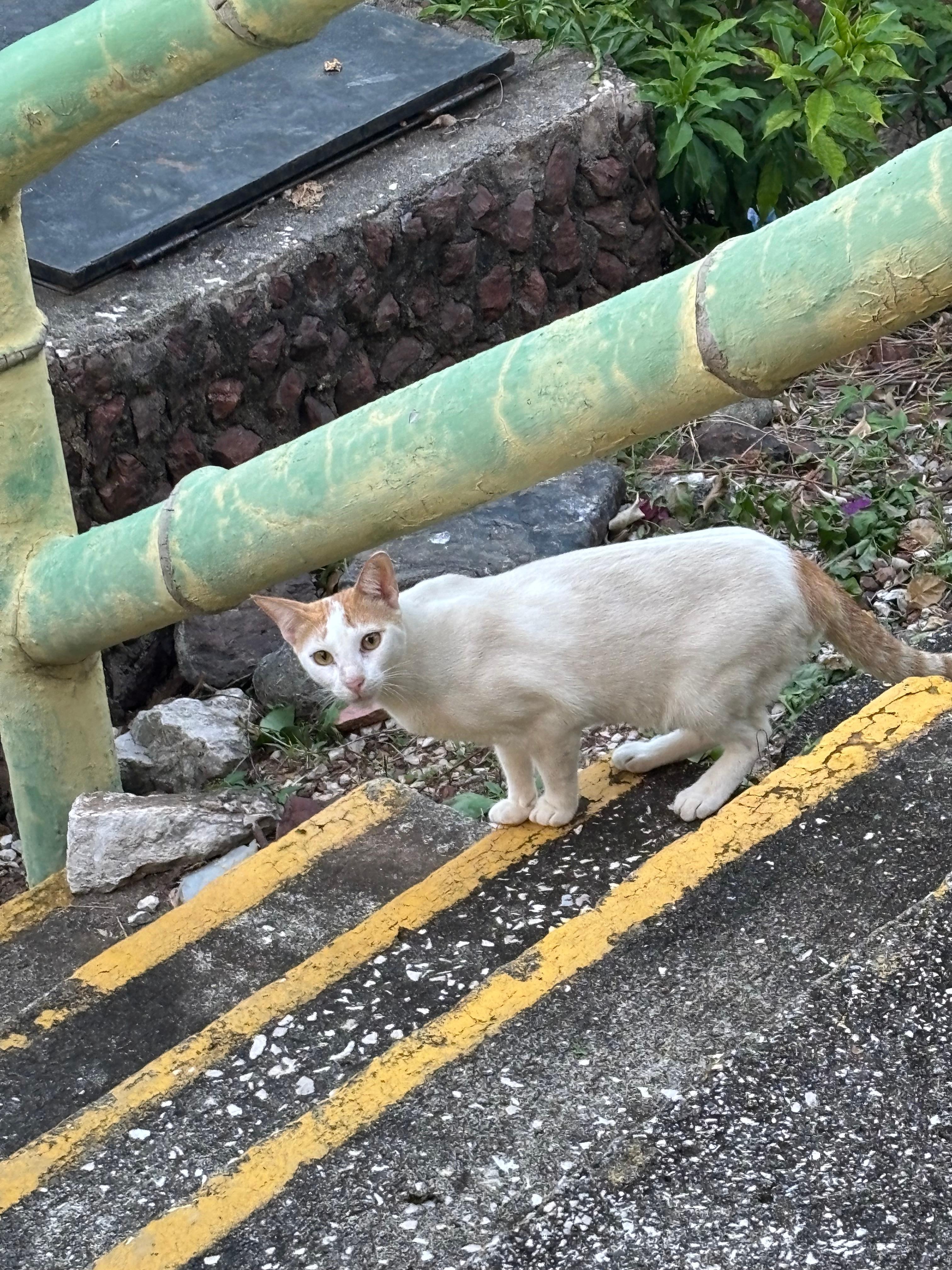 The local friendly cat!