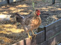 One of the Residents