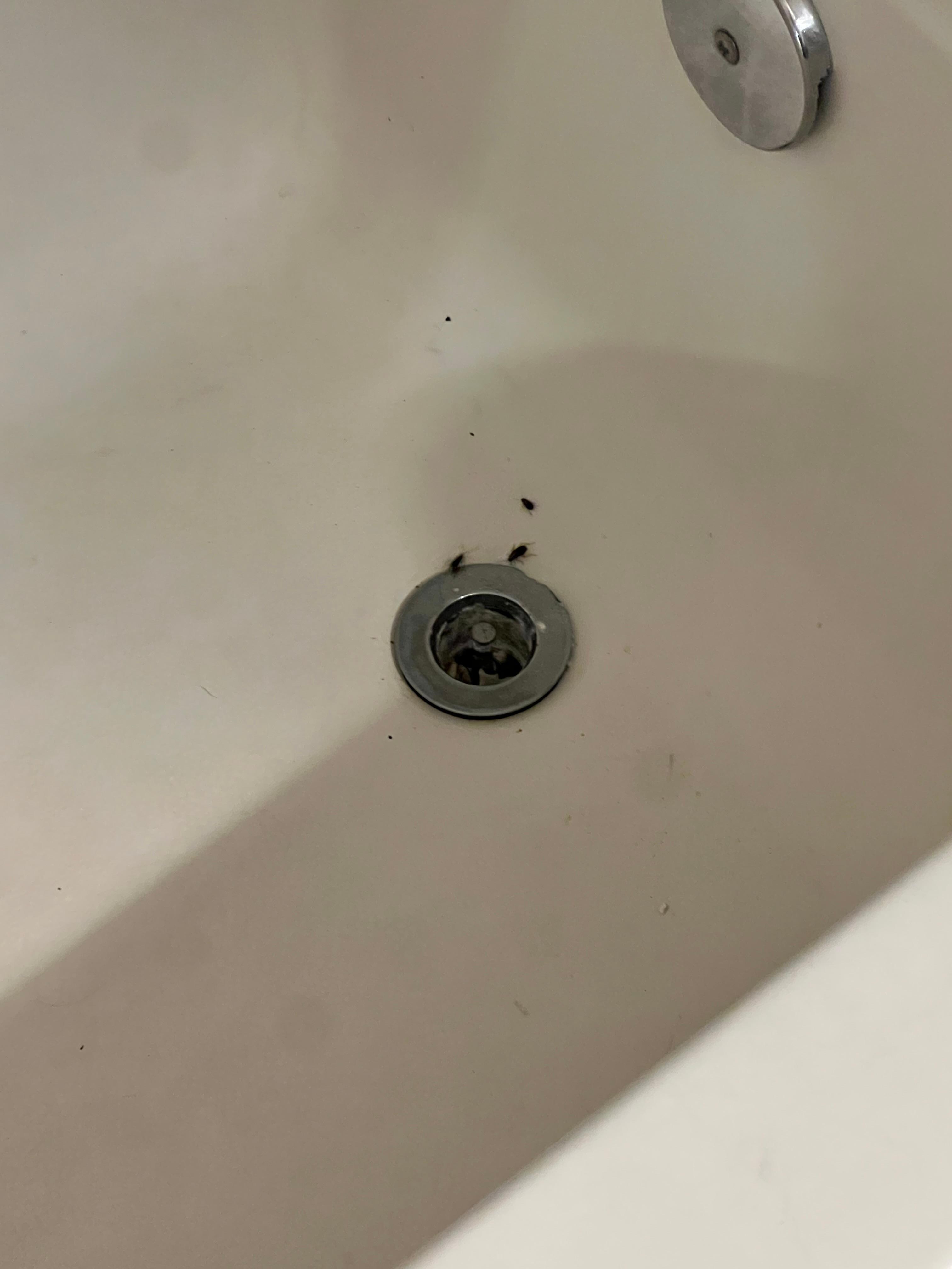 Bugs in the tub.