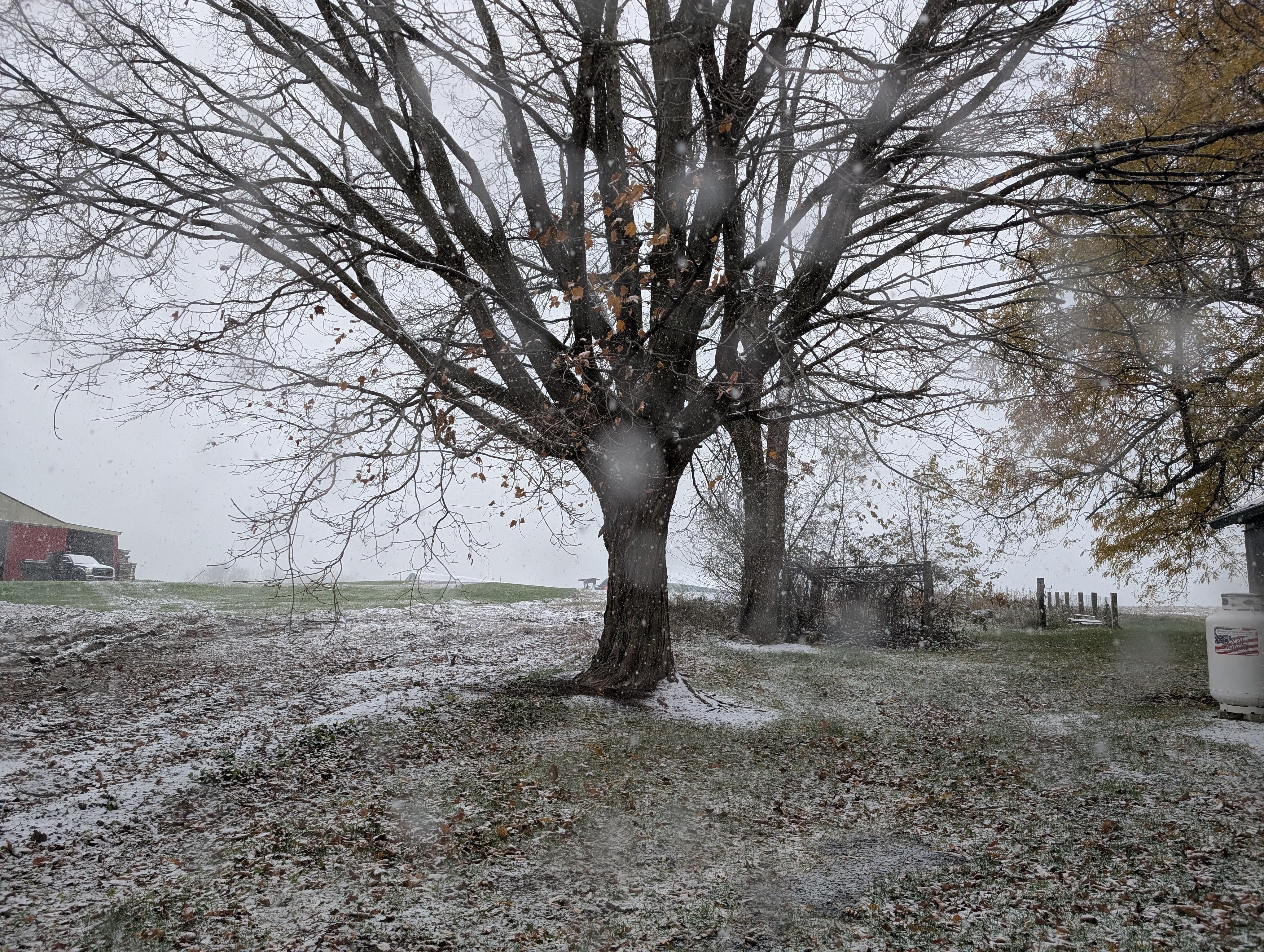 Snowy view from the back door.