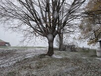 Snowy view from the back door.