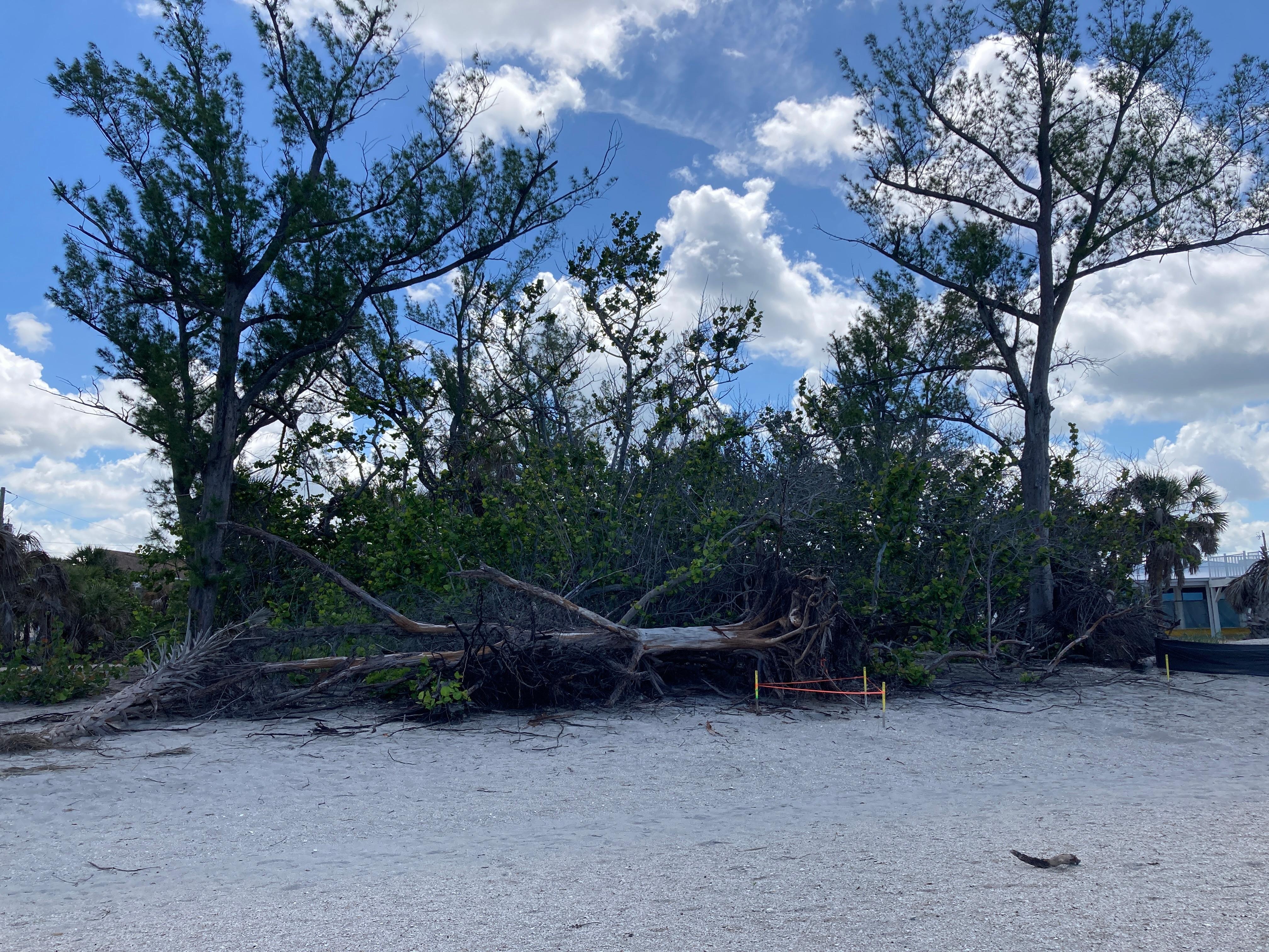 Walking the beach has some remnants from the hurricane.