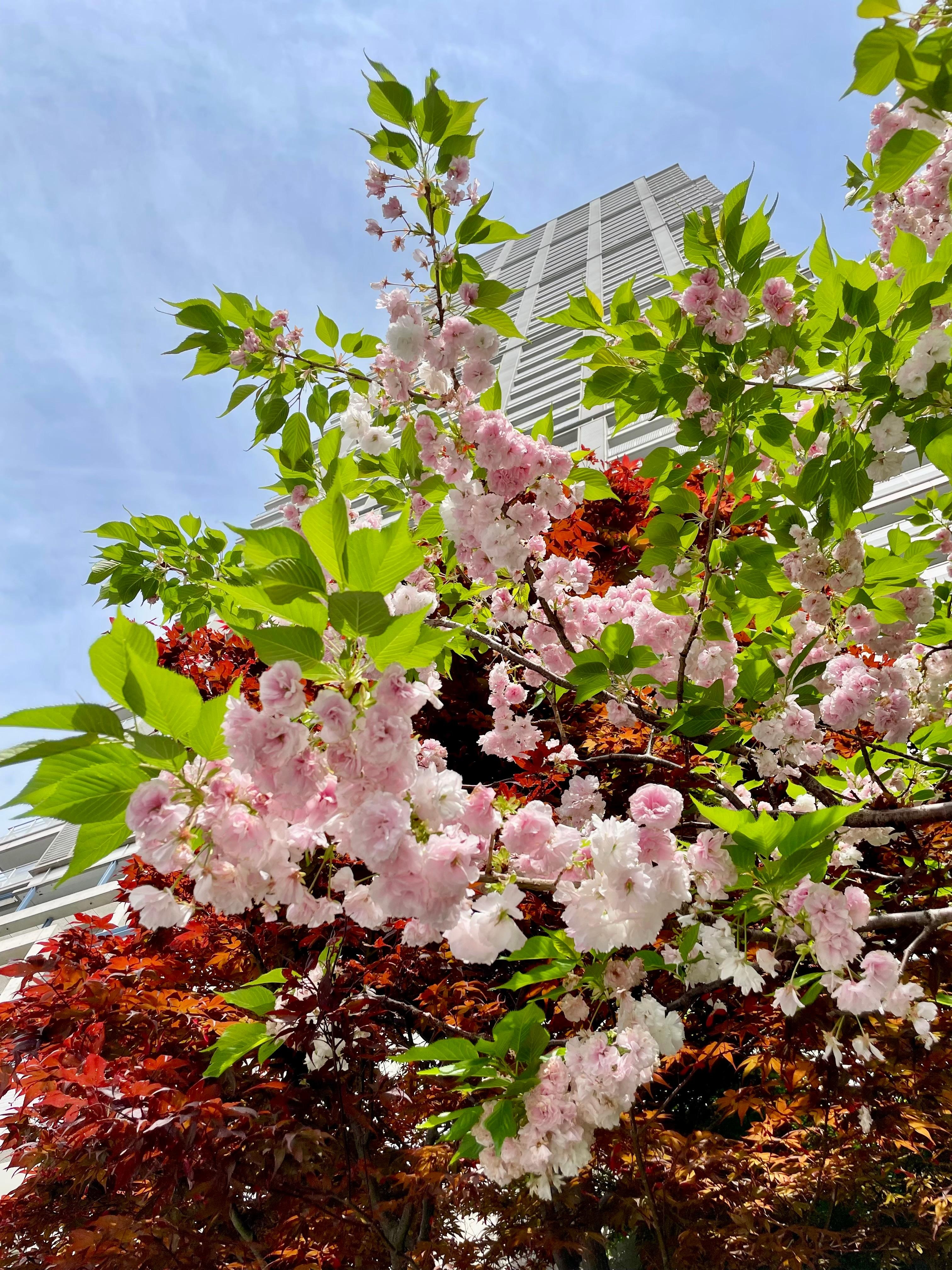 Cherry blossom trees across street
