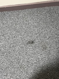 Dirty / marked carpets