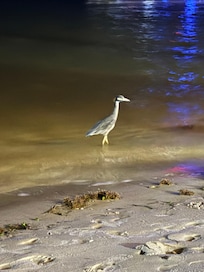 Bird on the beach