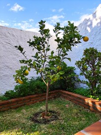 Huoneiston oma puutarha