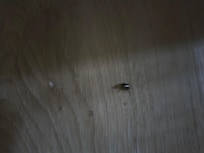 Una cucaracha salio