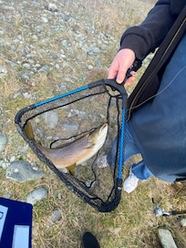 Nice trout from the edge of Twizel