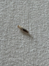 One of the bugs found in the bed.