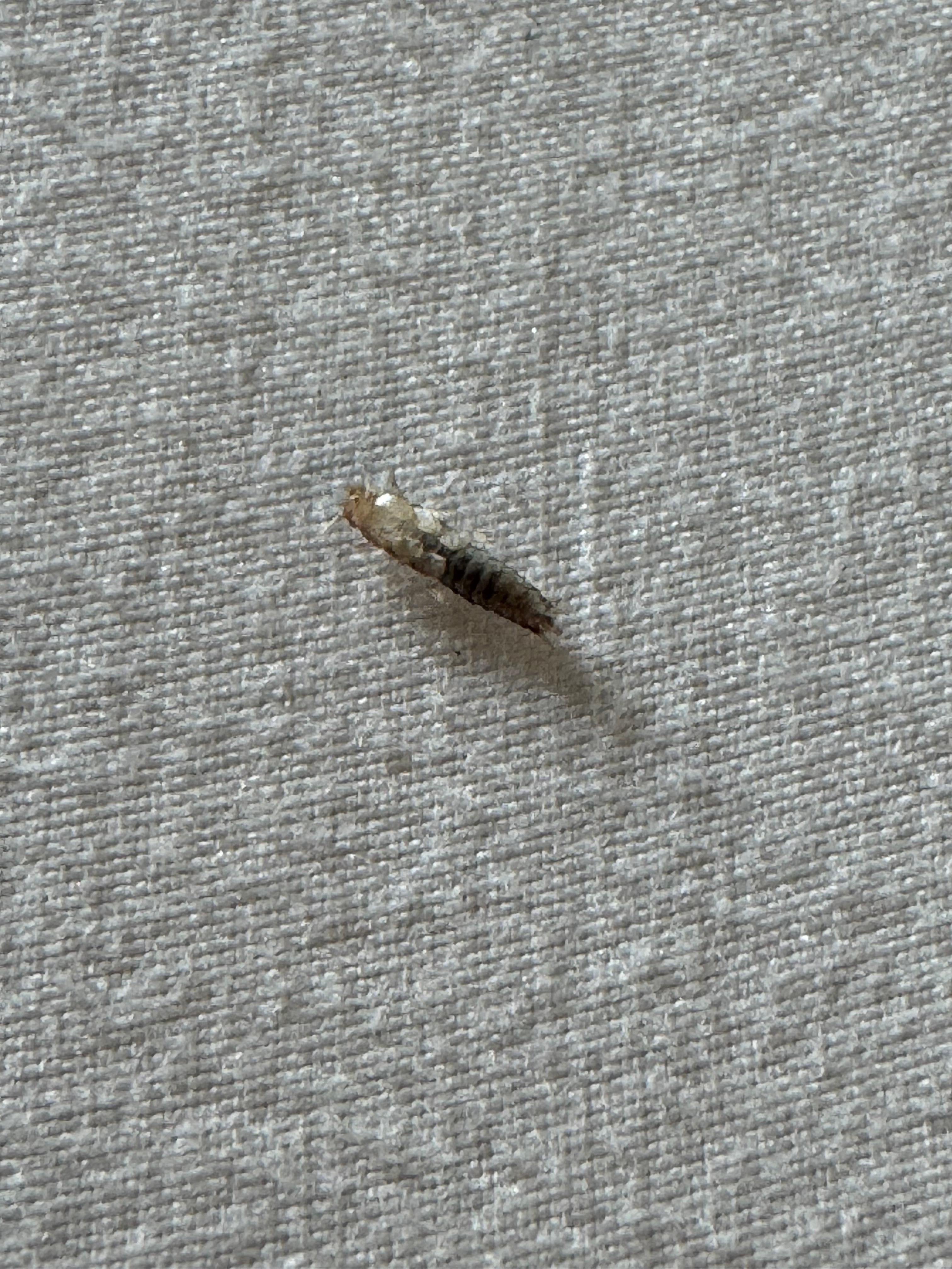 One of the bugs found in the bed.