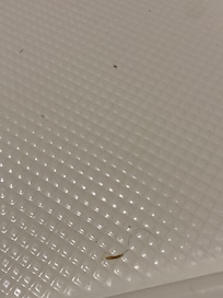 Dirt & hair in dirt shower. Hair in the sink, not pictured.