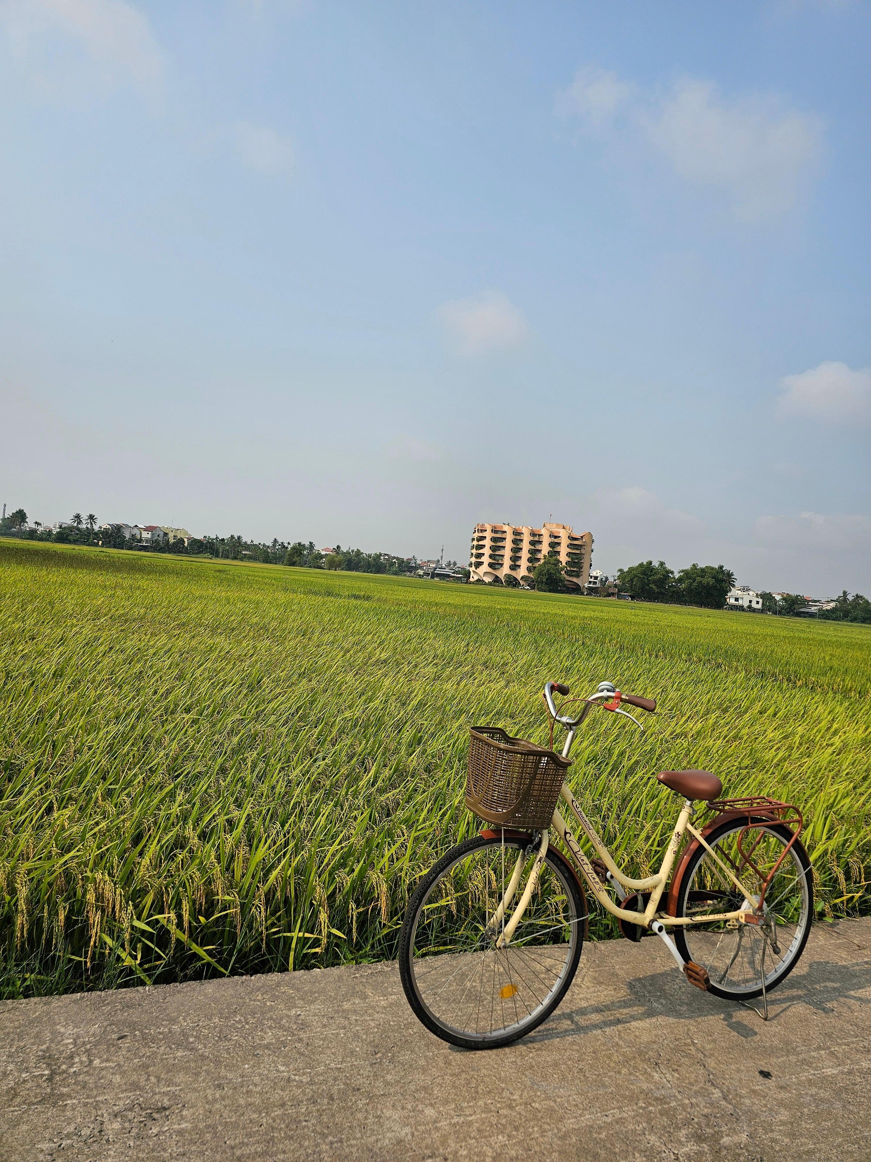 Free bicycle for rental