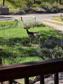 Mule deer in front yard.