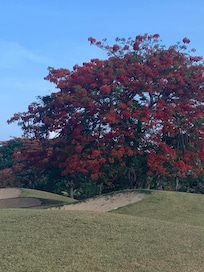 Love this tree because of the color.
