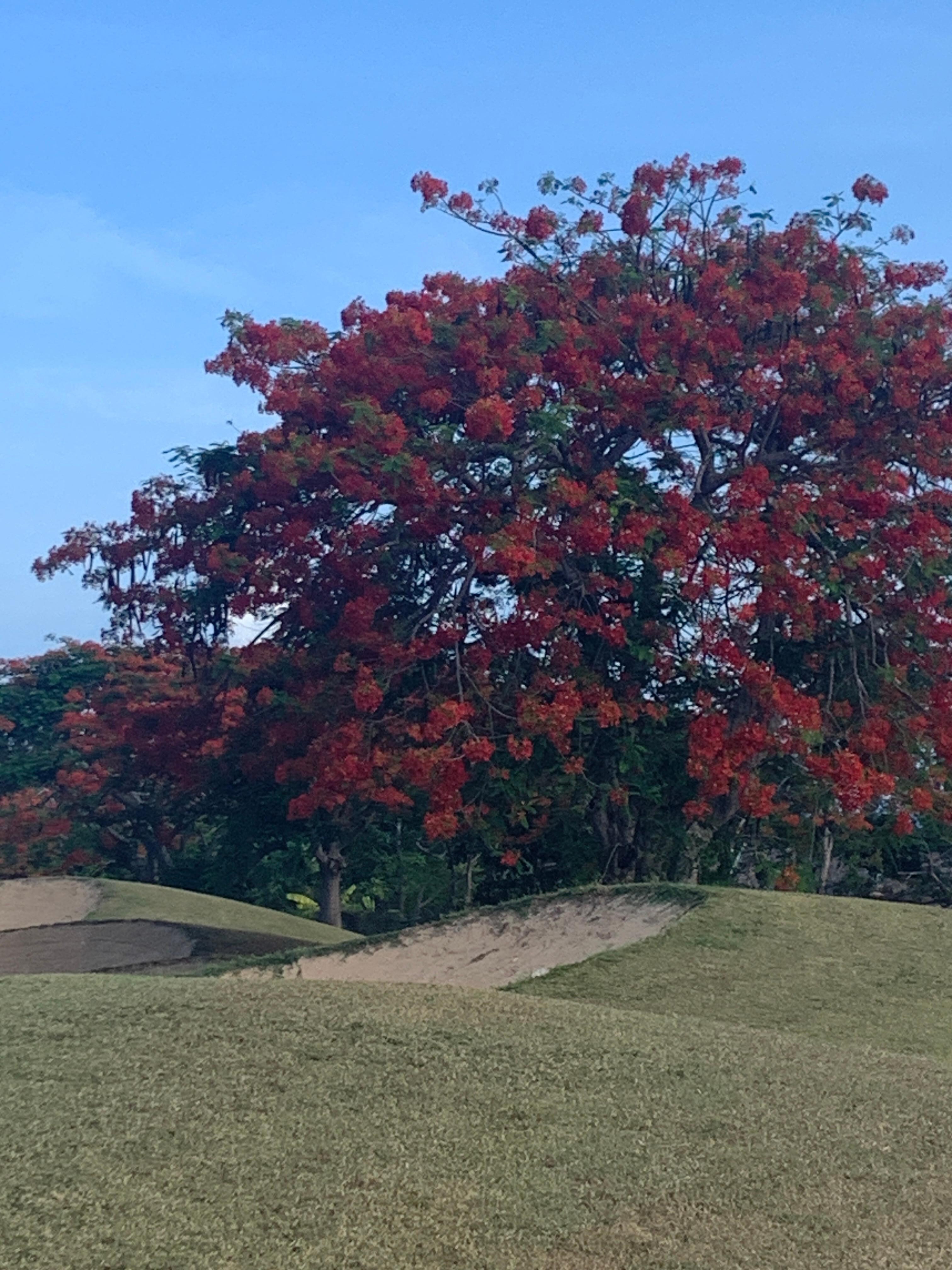 Love this tree because of the color.  