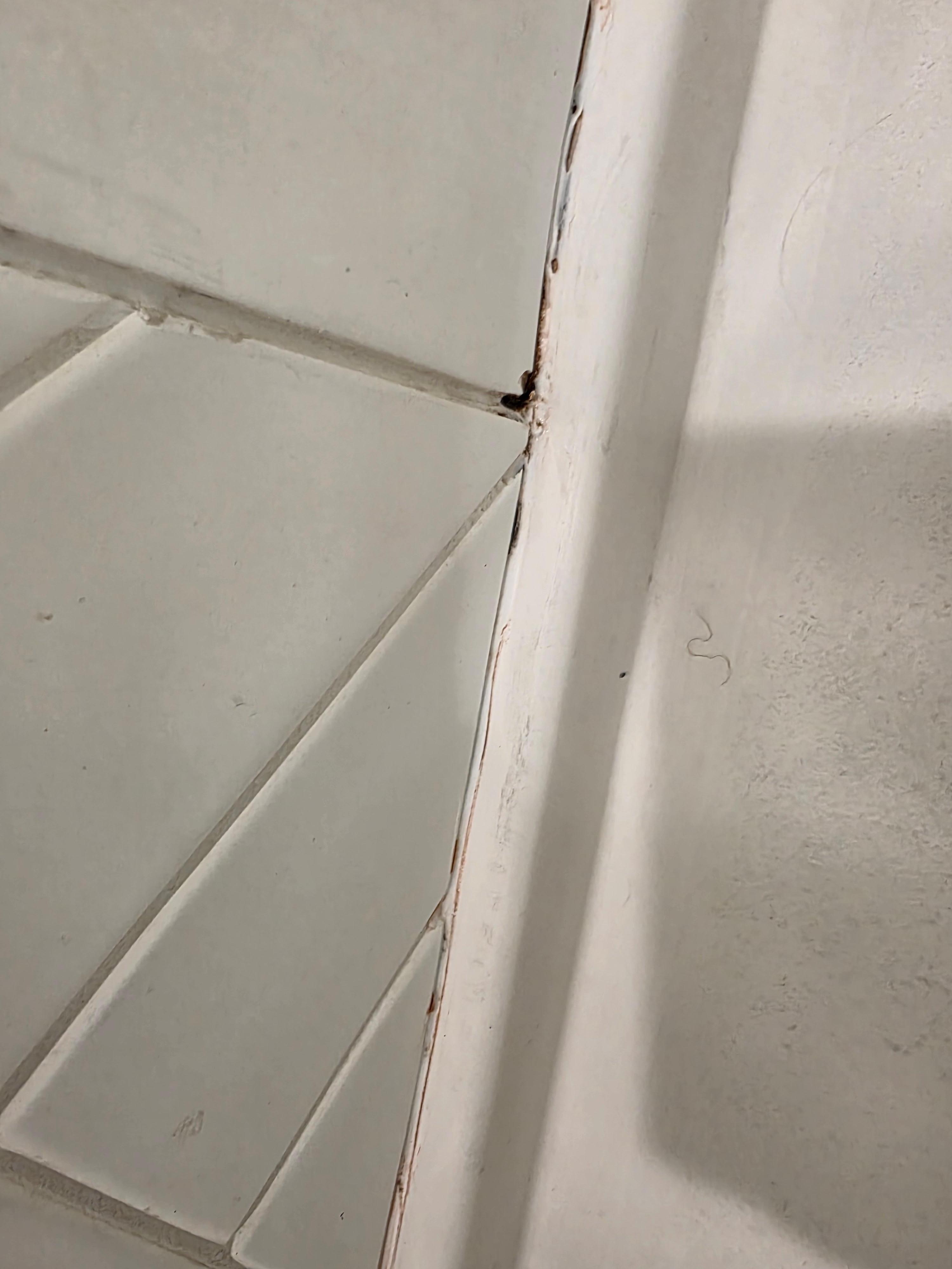 Mildew in the shower