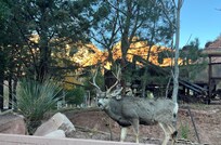 Wildlife free to roam the property