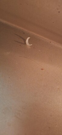 Fingernail clippings on pan in oven.