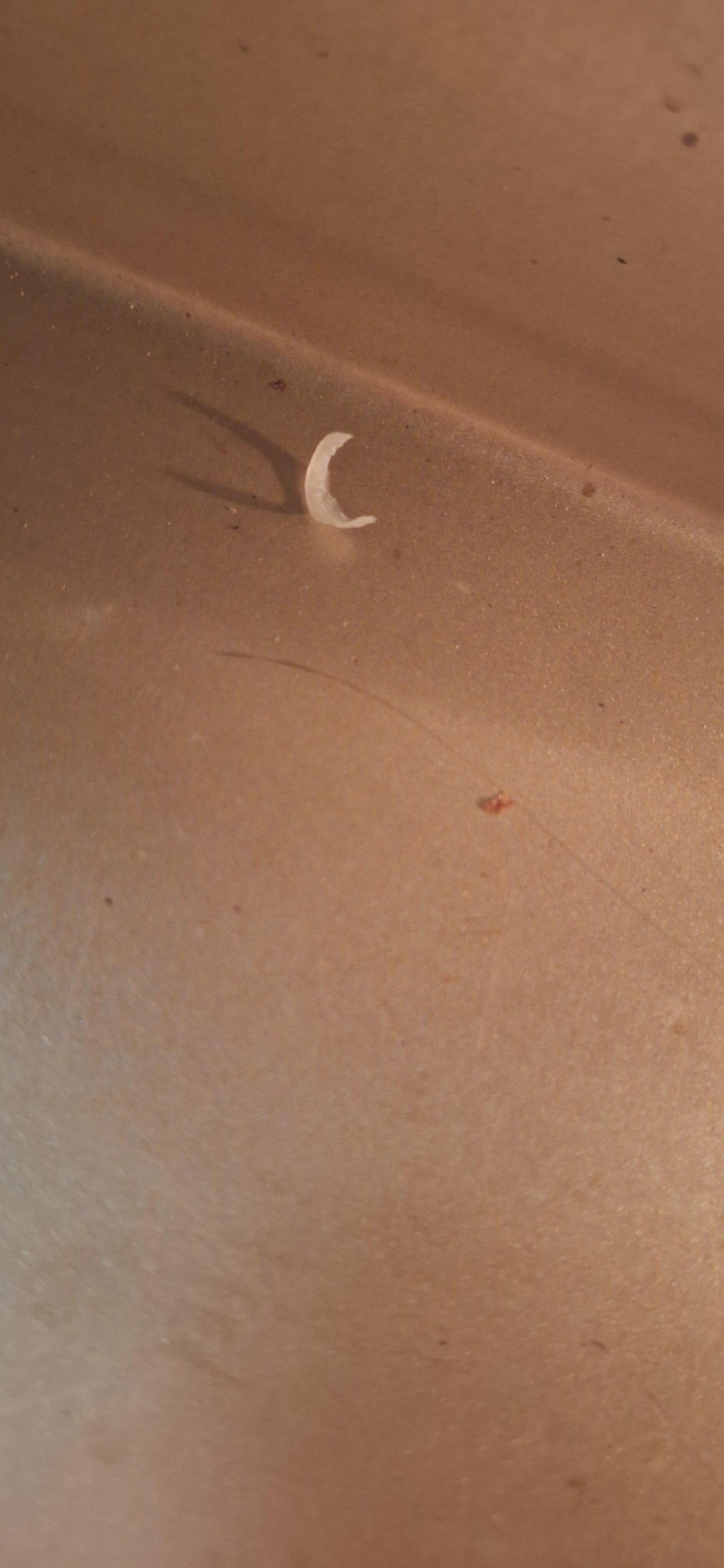Fingernail clippings on pan in oven.