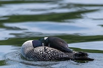 Common Loons could be seen and heard almost any time of day