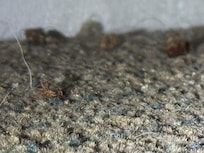 Bed Bugs