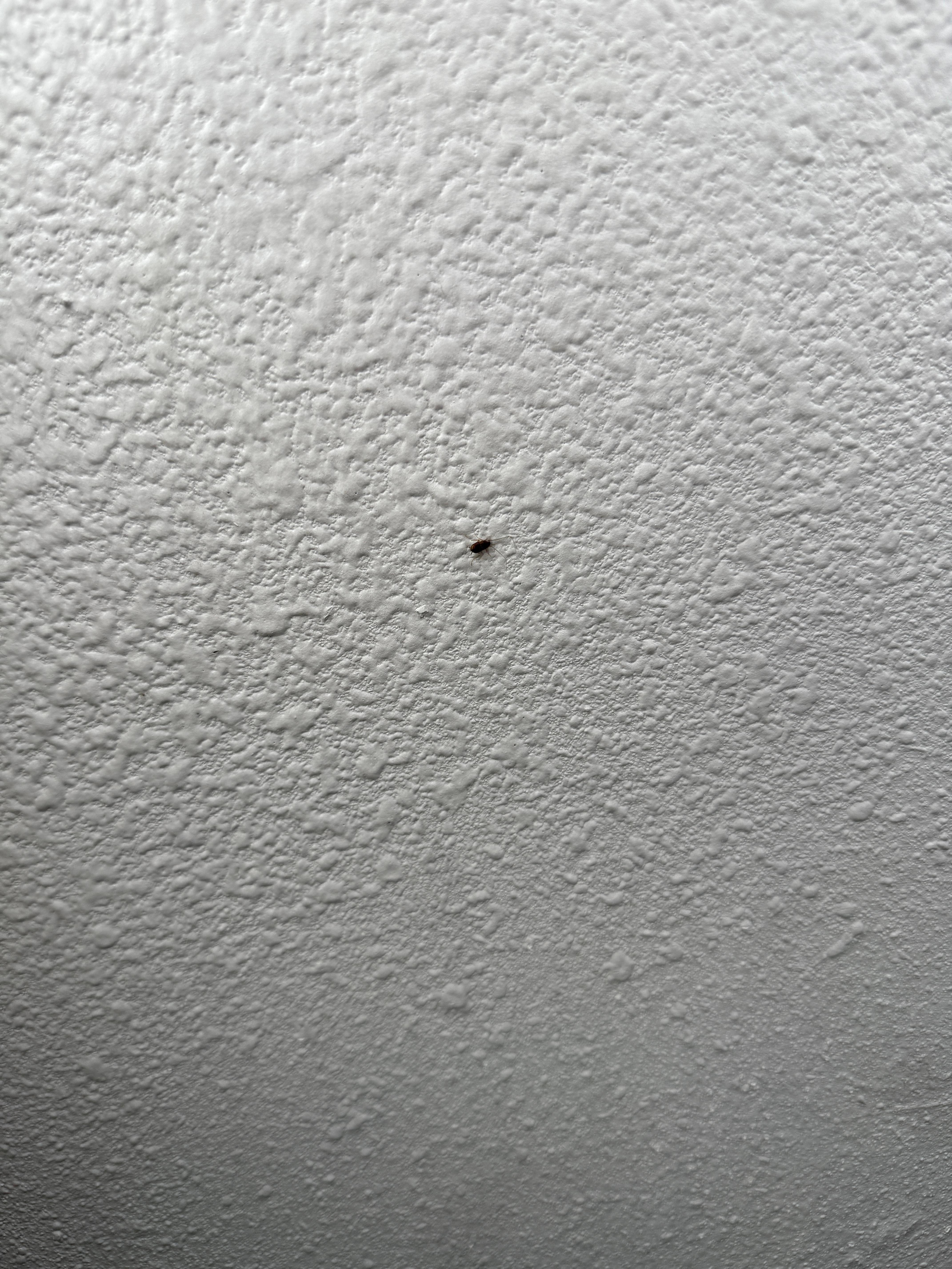 Small bugs on the wall near the air conditioner that could not turn on/off or be adjusted. 