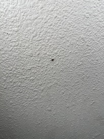 Small bugs on the wall near the air conditioner that could not turn on/off or be adjusted.