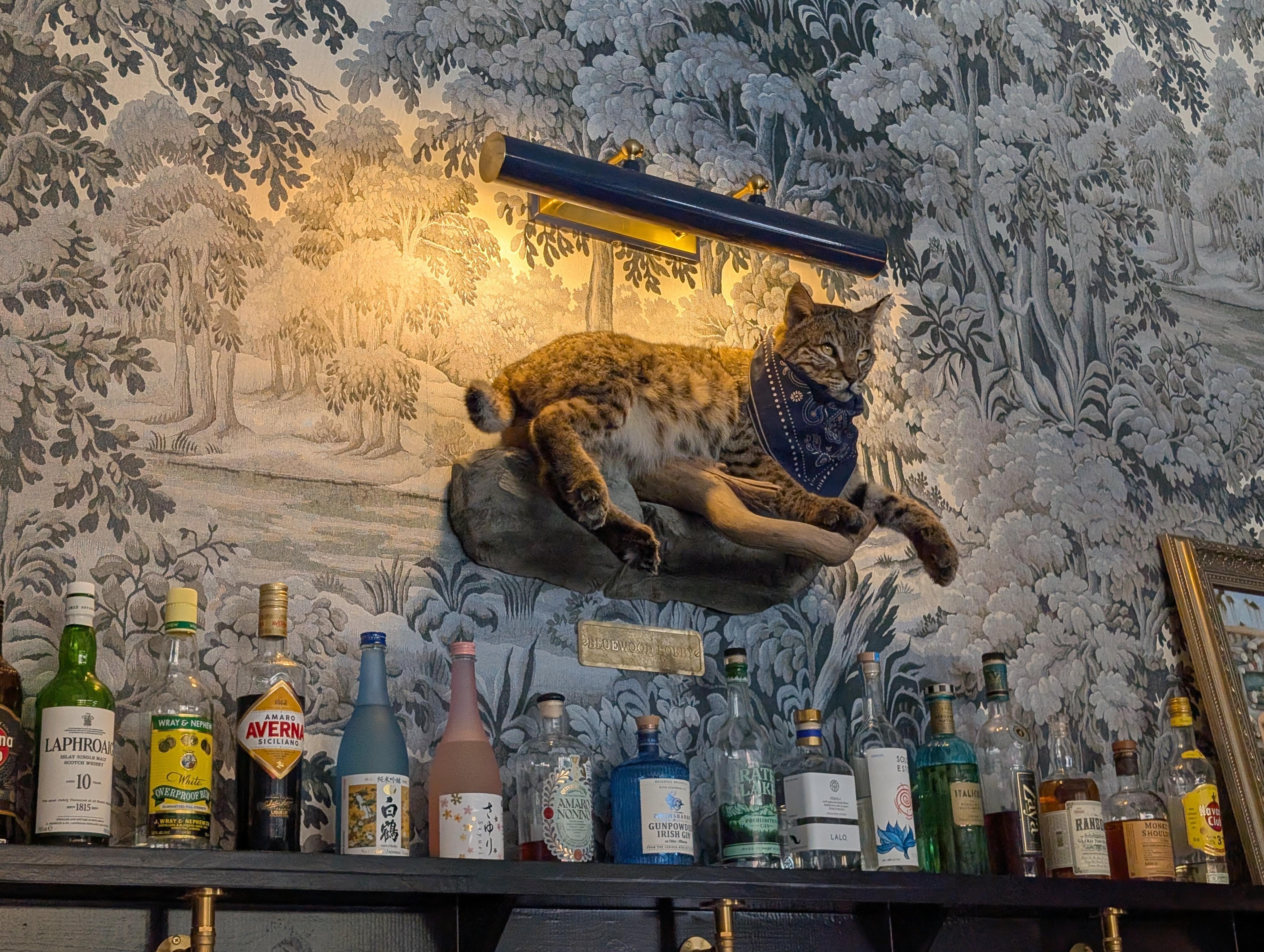 the Bobcat at the Bobcat Room 

