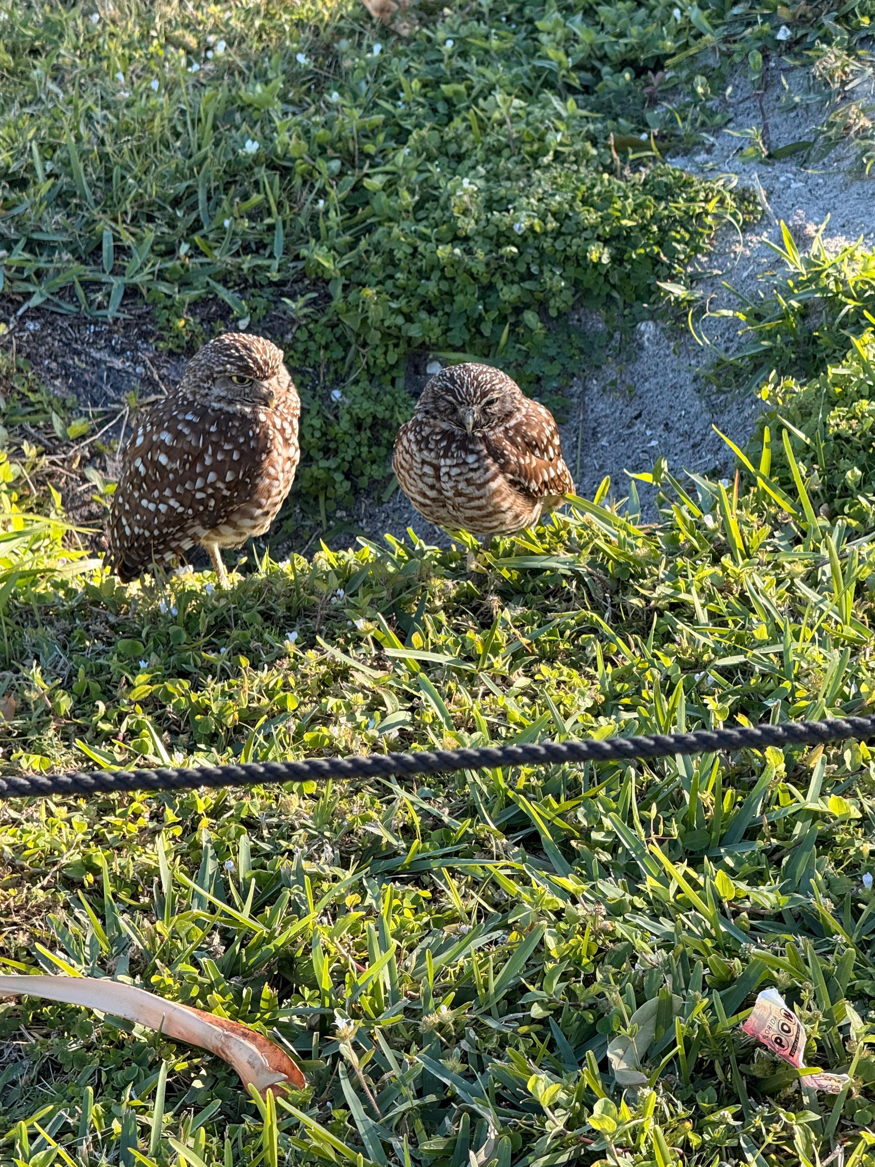 Burrowing owls at front gate