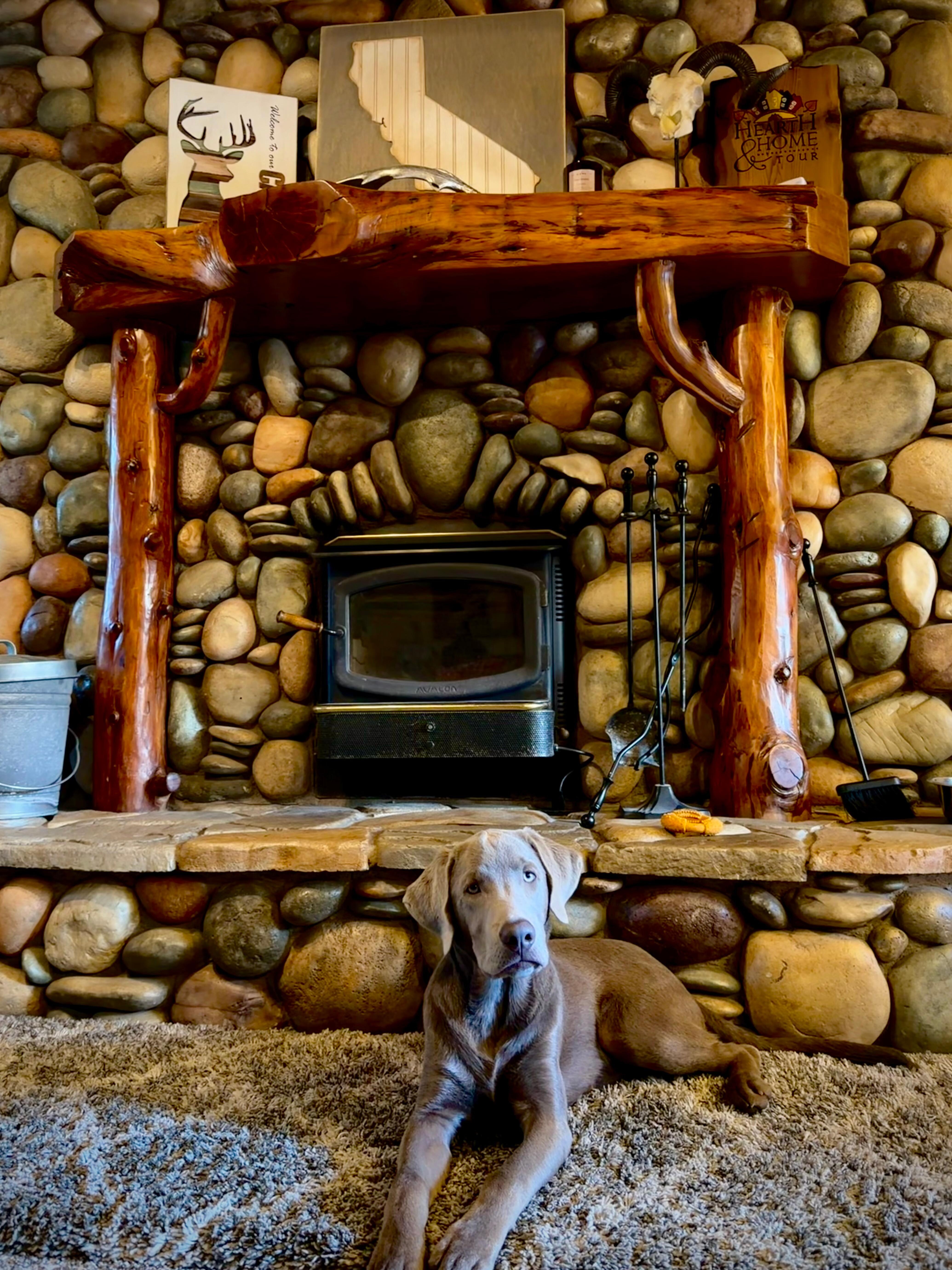 Pup in front of the fireplace